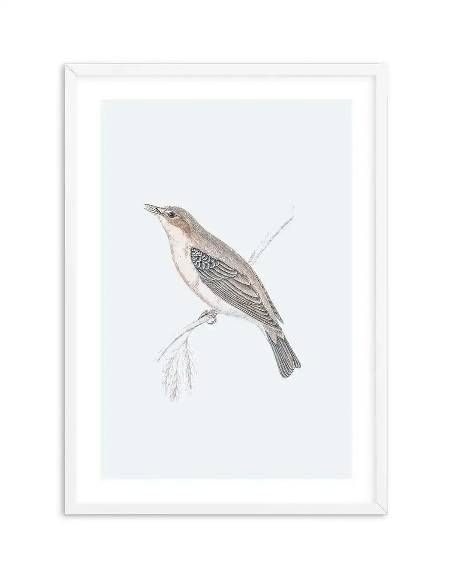 Watercolour art print featuring a small bird with a light brown head, white throat, and greyish-brown body with detailed wing feathers, perched on a delicate branch with sparse leaves, displayed in a white frame with white border.