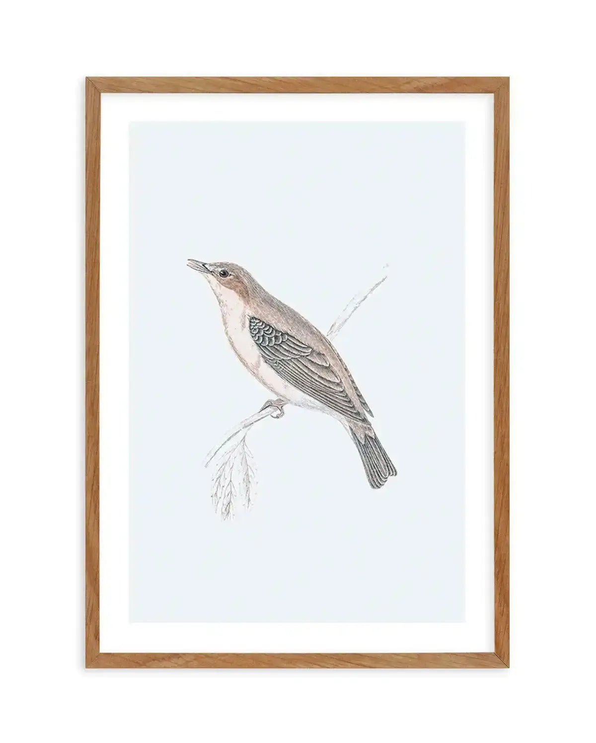 Hamptons Bird II Art Print-PRINT-Olive et Oriel-Olive et Oriel-50x70 cm | 19.6" x 27.5"-Walnut-With White Border-Buy-Australian-Art-Prints-Online-with-Olive-et-Oriel-Your-Artwork-Specialists-Austrailia-Decorate-With-Coastal-Photo-Wall-Art-Prints-From-Our-Beach-House-Artwork-Collection-Fine-Poster-and-Framed-Artwork