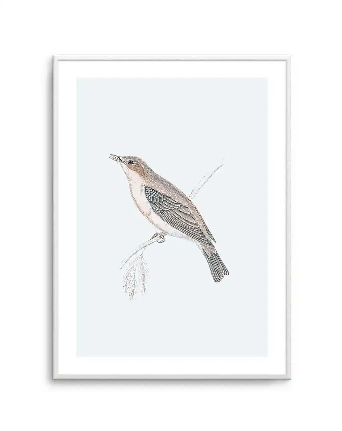 Hamptons Bird II Art Print-PRINT-Olive et Oriel-Olive et Oriel-A5 | 5.8" x 8.3" | 14.8 x 21cm-Unframed Art Print-With White Border-Buy-Australian-Art-Prints-Online-with-Olive-et-Oriel-Your-Artwork-Specialists-Austrailia-Decorate-With-Coastal-Photo-Wall-Art-Prints-From-Our-Beach-House-Artwork-Collection-Fine-Poster-and-Framed-Artwork