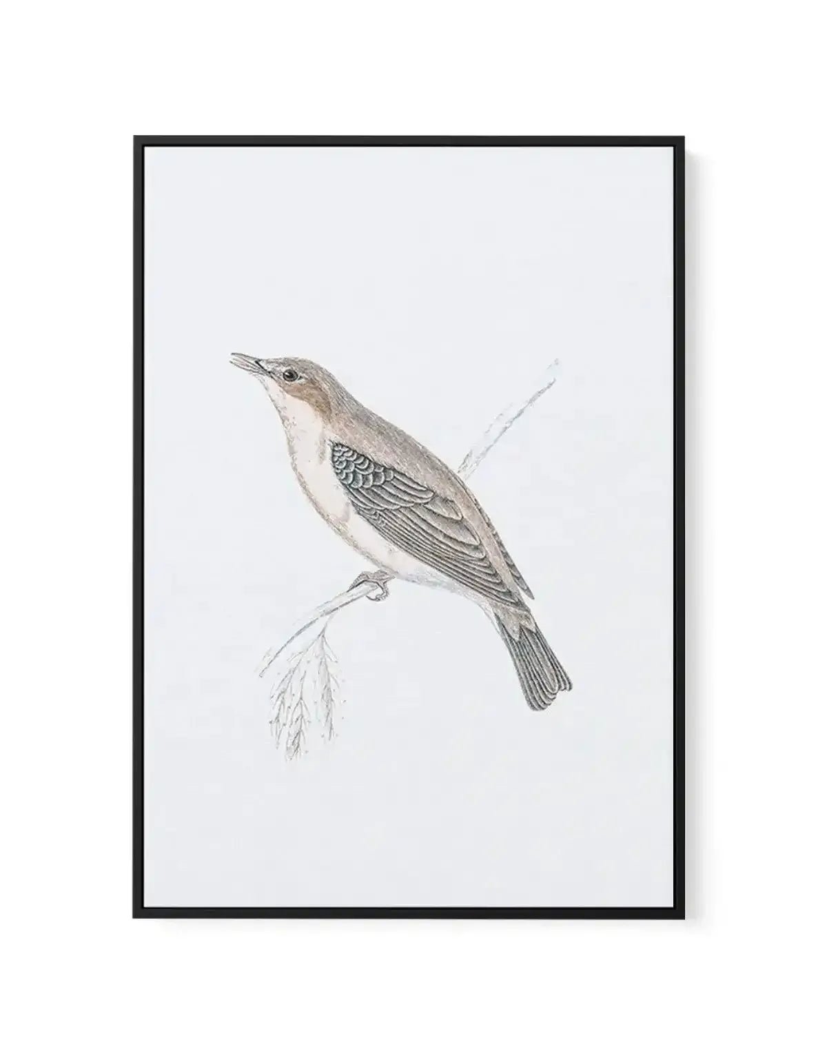 Hamptons Bird II | Framed Canvas-CANVAS-You can shop wall art online with Olive et Oriel for everything from abstract art to fun kids wall art. Our beautiful modern art prints and canvas art are available from large canvas prints to wall art paintings and our proudly Australian artwork collection offers only the highest quality framed large wall art and canvas art Australia - You can buy fashion photography prints or Hampton print posters and paintings on canvas from Olive et Oriel and have them