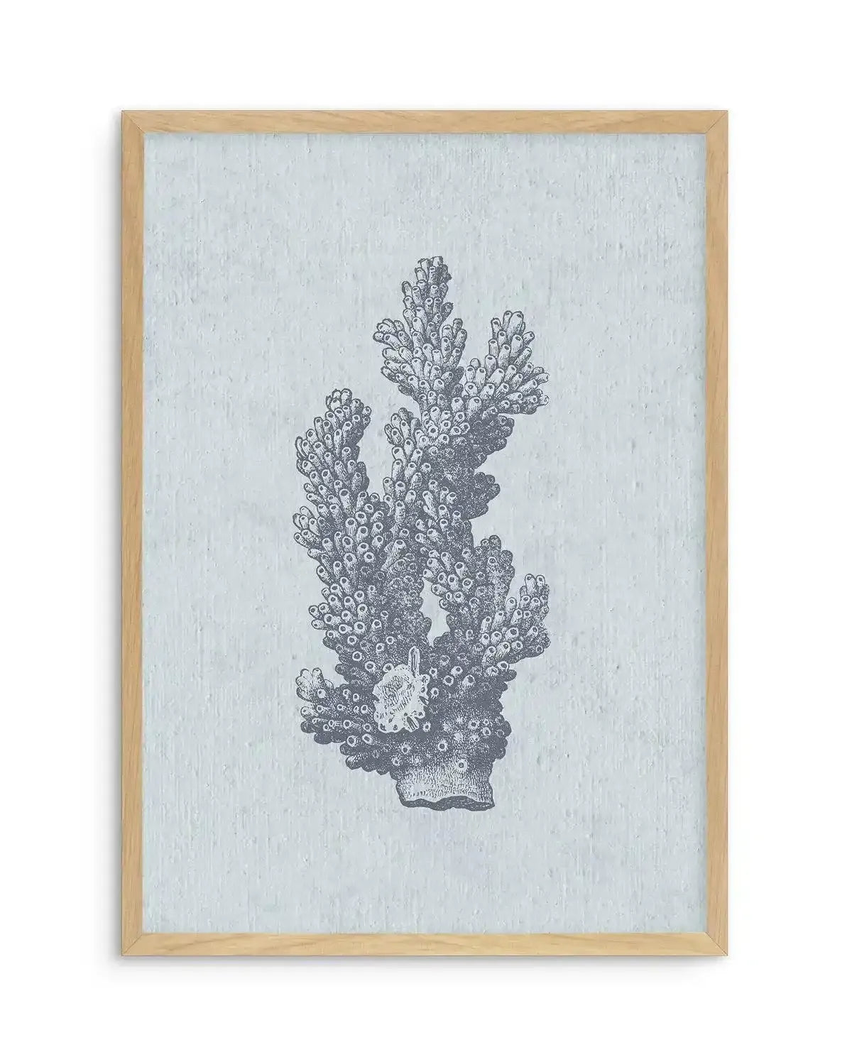 Hamptons Coral I Blue Art Print-PRINT-Olive et Oriel-Olive et Oriel-A5 | 5.8" x 8.3" | 14.8 x 21cm-Oak-With White Border-Buy-Australian-Art-Prints-Online-with-Olive-et-Oriel-Your-Artwork-Specialists-Austrailia-Decorate-With-Coastal-Photo-Wall-Art-Prints-From-Our-Beach-House-Artwork-Collection-Fine-Poster-and-Framed-Artwork