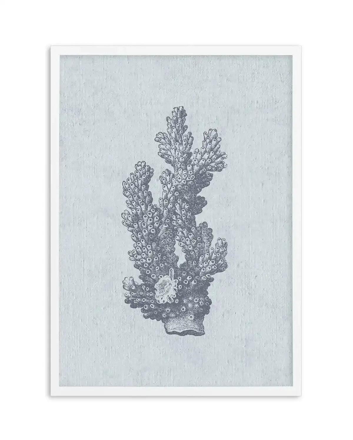 Hamptons Coral I Blue Art Print-PRINT-Olive et Oriel-Olive et Oriel-A5 | 5.8" x 8.3" | 14.8 x 21cm-White-With White Border-Buy-Australian-Art-Prints-Online-with-Olive-et-Oriel-Your-Artwork-Specialists-Austrailia-Decorate-With-Coastal-Photo-Wall-Art-Prints-From-Our-Beach-House-Artwork-Collection-Fine-Poster-and-Framed-Artwork