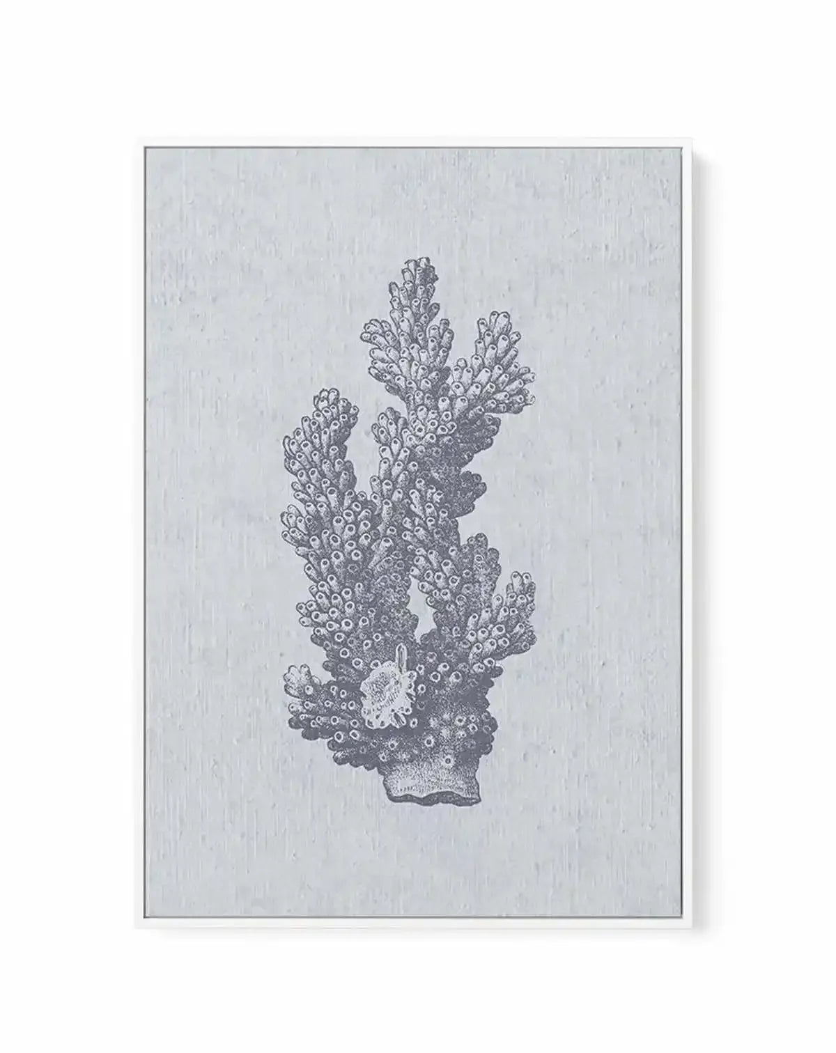 Hamptons Coral I Blue | Framed Canvas-CANVAS-You can shop wall art online with Olive et Oriel for everything from abstract art to fun kids wall art. Our beautiful modern art prints and canvas art are available from large canvas prints to wall art paintings and our proudly Australian artwork collection offers only the highest quality framed large wall art and canvas art Australia - You can buy fashion photography prints or Hampton print posters and paintings on canvas from Olive et Oriel and have