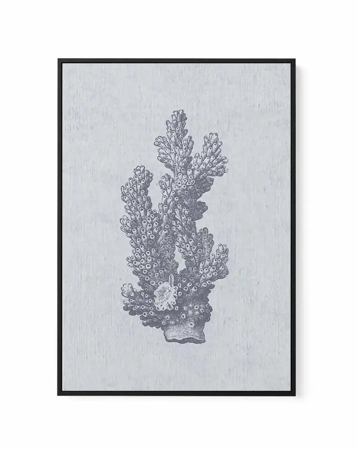 Hamptons Coral I Blue | Framed Canvas-CANVAS-You can shop wall art online with Olive et Oriel for everything from abstract art to fun kids wall art. Our beautiful modern art prints and canvas art are available from large canvas prints to wall art paintings and our proudly Australian artwork collection offers only the highest quality framed large wall art and canvas art Australia - You can buy fashion photography prints or Hampton print posters and paintings on canvas from Olive et Oriel and have