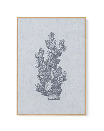 Framed canvas art print featuring a detailed black ink illustration of a branching coral specimen against a light gray textured background. The coral has multiple upright, finger-like branches densely covered with small circular polyp openings, rendered in an engraving or scientific illustration style. A light bloom or flower-like formation appears near the base. The artwork is set in a natural wood-toned frame with a white border.