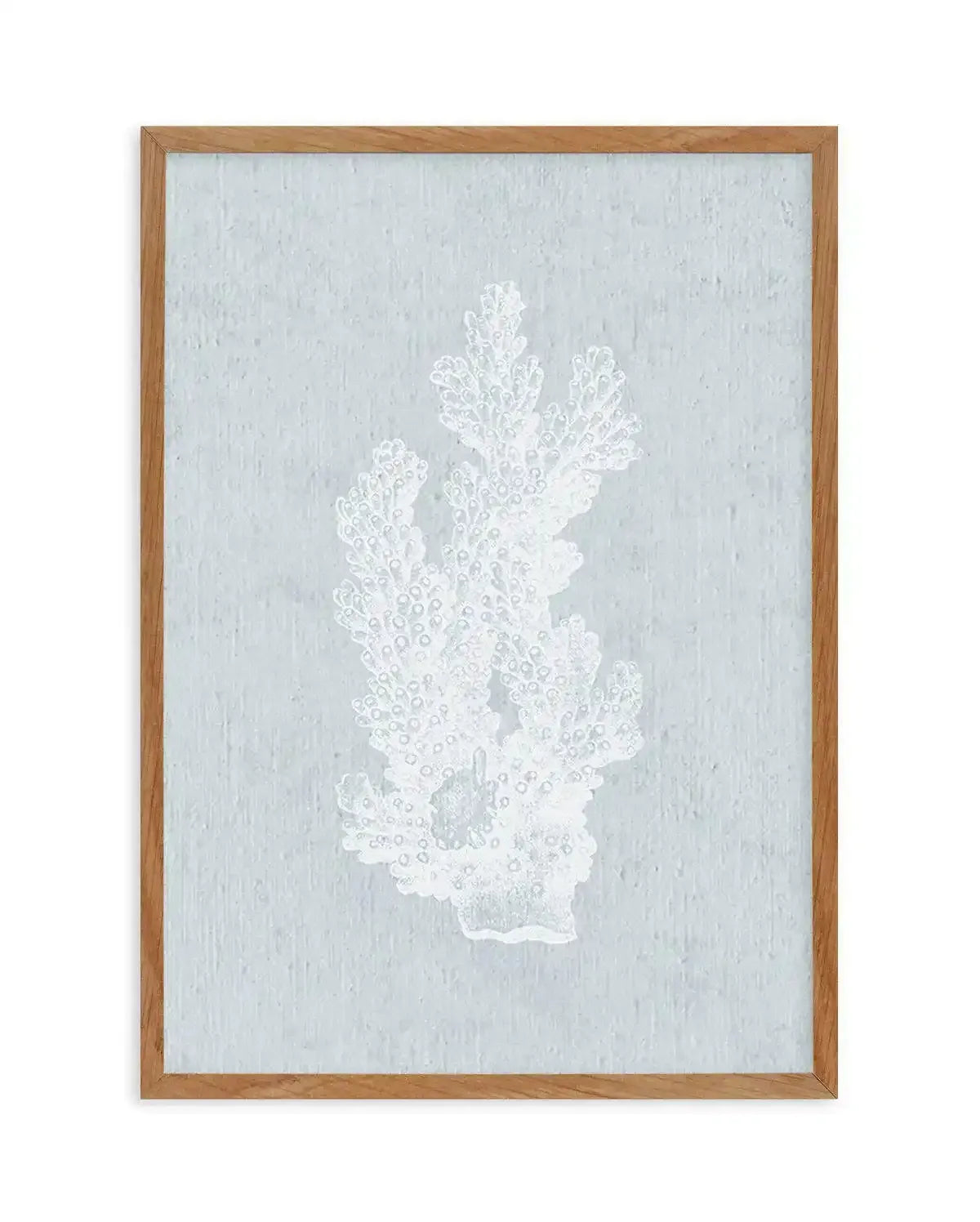 Hamptons Coral I White Art Print-PRINT-Olive et Oriel-Olive et Oriel-Buy-Australian-Art-Prints-Online-with-Olive-et-Oriel-Your-Artwork-Specialists-Austrailia-Decorate-With-Coastal-Photo-Wall-Art-Prints-From-Our-Beach-House-Artwork-Collection-Fine-Poster-and-Framed-Artwork