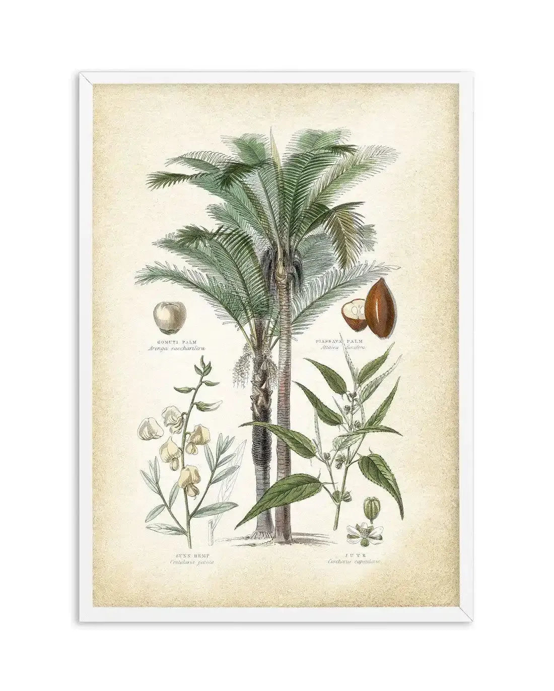 Hamptons Palm I Art Print-PRINT-Olive et Oriel-Olive et Oriel-A5 | 5.8" x 8.3" | 14.8 x 21cm-White-With White Border-Buy-Australian-Art-Prints-Online-with-Olive-et-Oriel-Your-Artwork-Specialists-Austrailia-Decorate-With-Coastal-Photo-Wall-Art-Prints-From-Our-Beach-House-Artwork-Collection-Fine-Poster-and-Framed-Artwork