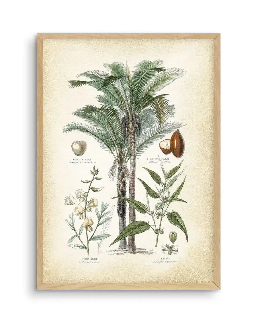 Botanical art print featuring five different plants with their scientific names, illustrated in a vintage scientific drawing style with muted greens, browns, and creams, displayed in a natural oak frame with white border. The central image is a large palm tree, flanked by smaller illustrations of a Gomuti Palm fruit, a Piassava Palm fruit, a Sunn Hemp plant with pale yellow flowers, and a Jute plant with small white flowers and seed pods.