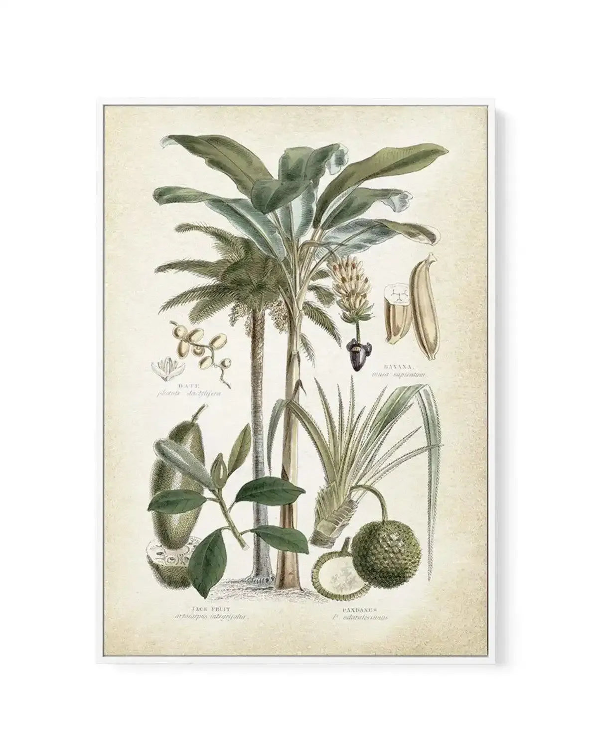 Hamptons Palm II | Framed Canvas-CANVAS-You can shop wall art online with Olive et Oriel for everything from abstract art to fun kids wall art. Our beautiful modern art prints and canvas art are available from large canvas prints to wall art paintings and our proudly Australian artwork collection offers only the highest quality framed large wall art and canvas art Australia - You can buy fashion photography prints or Hampton print posters and paintings on canvas from Olive et Oriel and have them