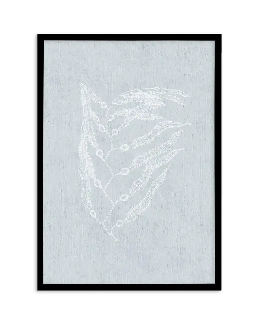 Delicate white botanical illustration on pale gray textured background, featuring a vertical branch with elongated leaves and small circular seed pods, rendered in fine line work. Framed in black with white border.