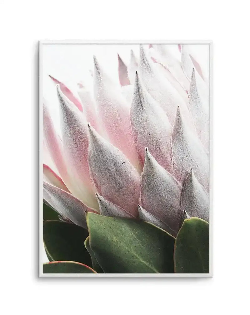 Framed art print featuring a close-up photograph of a protea flower in bloom. The flower displays numerous pointed petals in soft blush pink, dusty mauve, and white with silvery-grey textured surfaces. The thick green sepals are visible at the base. The image has a bright, airy background with soft natural lighting that highlights the delicate gradations of color and fine detail of the petals. The print is set in a white frame with a white border.