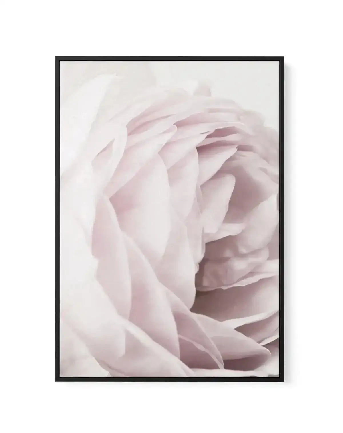 Heritage Rose | Framed Canvas-CANVAS-You can shop wall art online with Olive et Oriel for everything from abstract art to fun kids wall art. Our beautiful modern art prints and canvas art are available from large canvas prints to wall art paintings and our proudly Australian artwork collection offers only the highest quality framed large wall art and canvas art Australia - You can buy fashion photography prints or Hampton print posters and paintings on canvas from Olive et Oriel and have them de