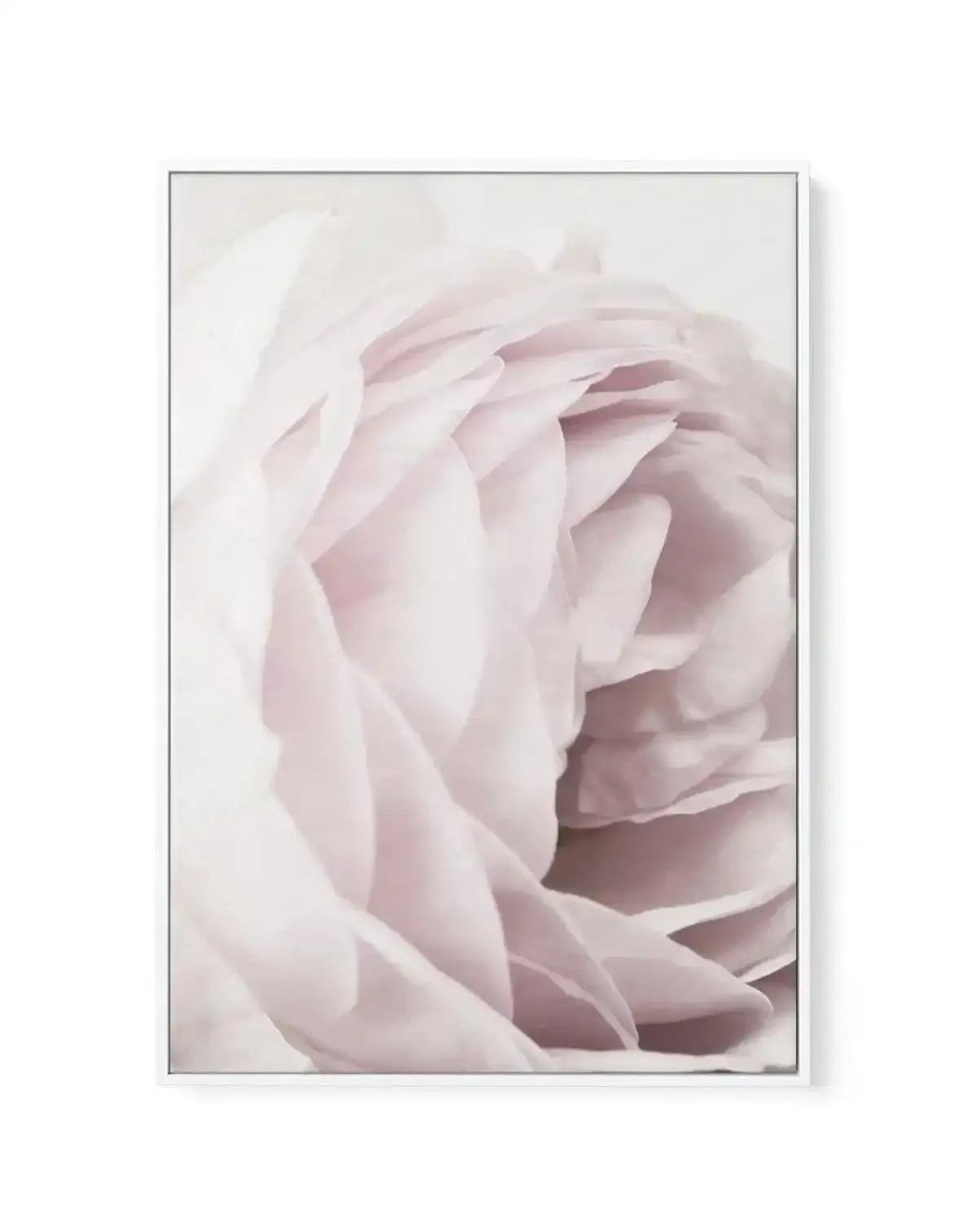 Heritage Rose | Framed Canvas-CANVAS-You can shop wall art online with Olive et Oriel for everything from abstract art to fun kids wall art. Our beautiful modern art prints and canvas art are available from large canvas prints to wall art paintings and our proudly Australian artwork collection offers only the highest quality framed large wall art and canvas art Australia - You can buy fashion photography prints or Hampton print posters and paintings on canvas from Olive et Oriel and have them de