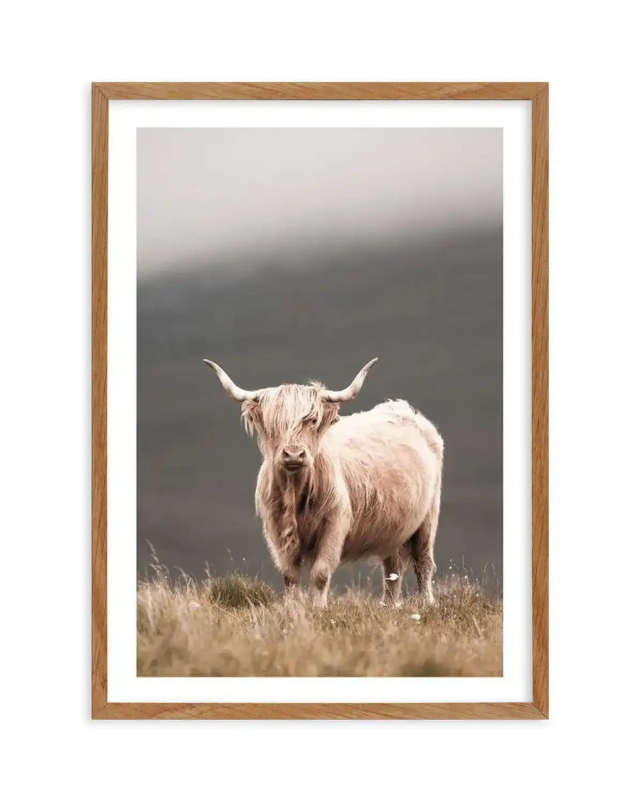 Framed photography art print of a Highland cow with shaggy cream-colored fur and long horns, standing in a field of dry grass against a muted grey and white sky, displayed in a natural oak frame with white border.