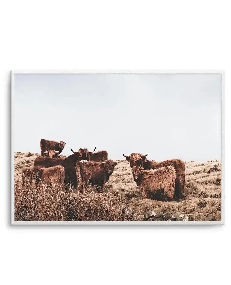 Highlander Herd | LS Art Print-PRINT-Olive et Oriel-Olive et Oriel-A5 | 5.8" x 8.3" | 14.8 x 21cm-Unframed Art Print-With White Border-Buy-Australian-Art-Prints-Online-with-Olive-et-Oriel-Your-Artwork-Specialists-Austrailia-Decorate-With-Coastal-Photo-Wall-Art-Prints-From-Our-Beach-House-Artwork-Collection-Fine-Poster-and-Framed-Artwork