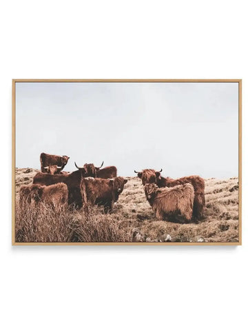 Framed canvas art print featuring four long-haired Highland cattle with dark brown coats and prominent horns standing in a sparse, arid hillside landscape. The animals are positioned across golden-brown, scrubby terrain with dry grasses and rocky ground under an overcast sky. The photograph has warm, earthy tones with muted colors throughout. The canvas is mounted in a natural wood frame with a white border.