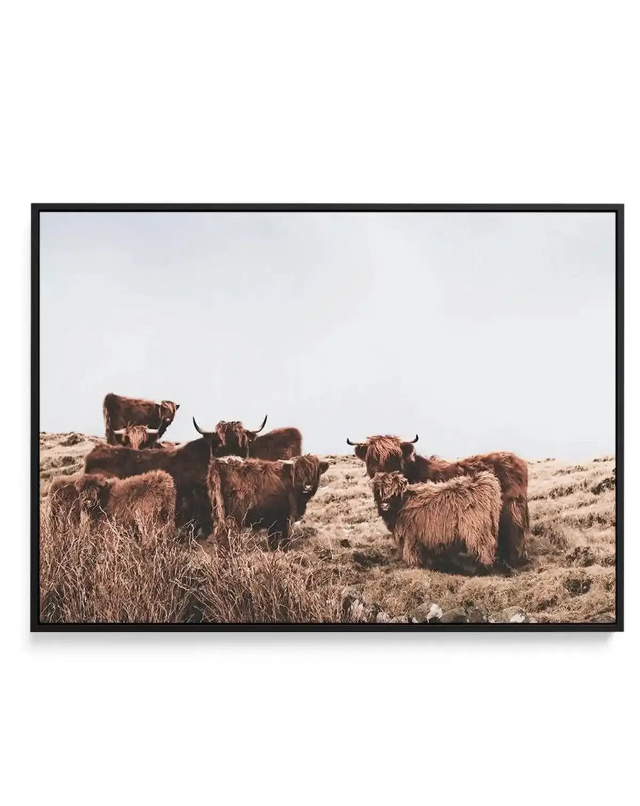 Framed canvas art print featuring a photograph of a herd of long-haired Highland cattle with curved horns standing in a sparse, rocky hillside landscape. The cattle display rich brown and reddish-brown coats with thick, shaggy hair. The terrain is covered in dry, golden grasses and scattered rocks beneath an overcast sky. The image has warm, earthy tones with a natural, documentary photography aesthetic. The canvas is mounted in a black frame with white border.