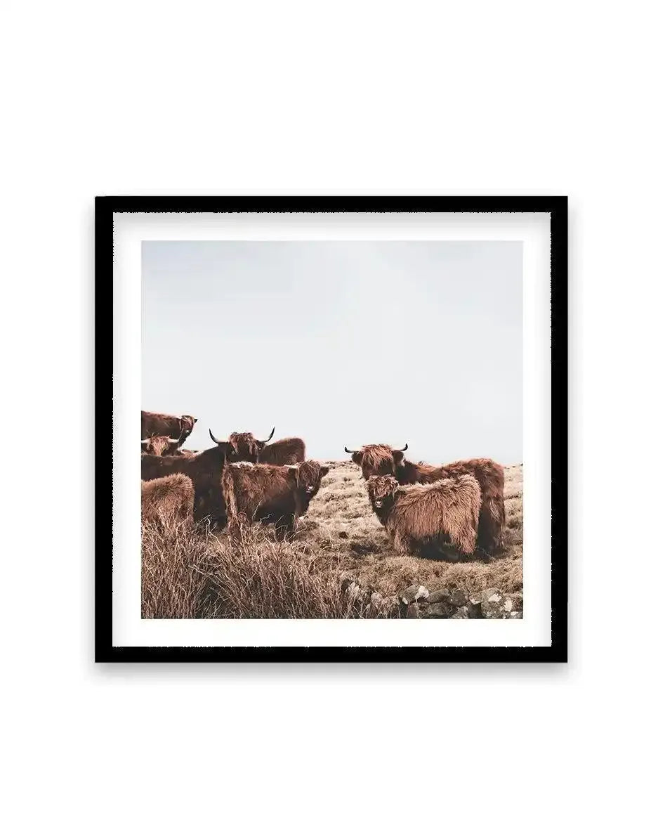 Highlander Herd SQ Art Print-PRINT-Olive et Oriel-Olive et Oriel-70x70 cm | 27.5" x 27.5"-Black-With White Border-Buy-Australian-Art-Prints-Online-with-Olive-et-Oriel-Your-Artwork-Specialists-Austrailia-Decorate-With-Coastal-Photo-Wall-Art-Prints-From-Our-Beach-House-Artwork-Collection-Fine-Poster-and-Framed-Artwork
