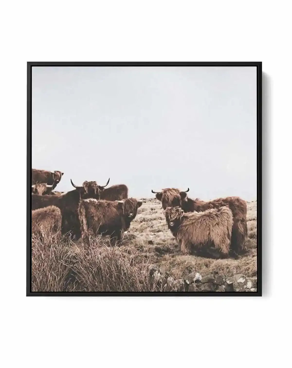 Highlander Herd SQ | Framed Canvas Art Print from Olive et Oriel where you can shop wallpaper and artworks online