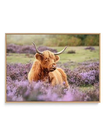 Highlander in the Meadow | Framed Canvas Art Print brown orange nature art print
