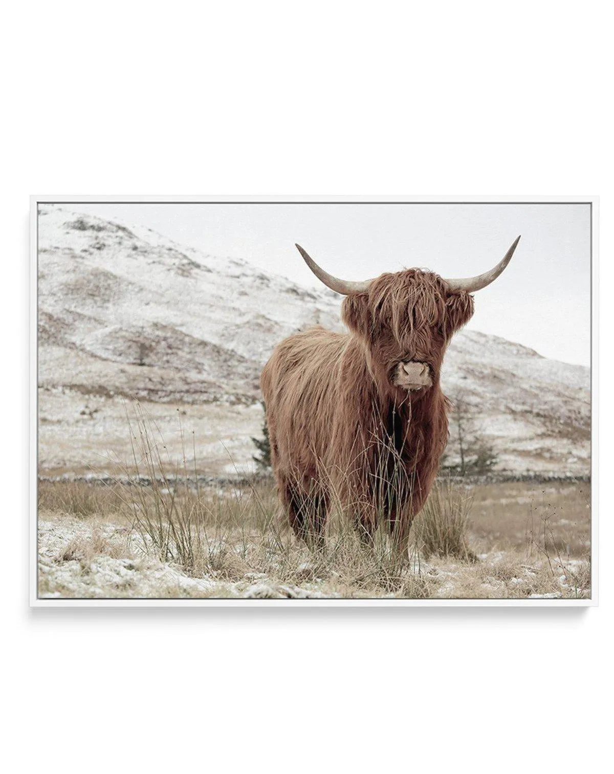 Highlander | LS | Framed Canvas-CANVAS-You can shop wall art online with Olive et Oriel for everything from abstract art to fun kids wall art. Our beautiful modern art prints and canvas art are available from large canvas prints to wall art paintings and our proudly Australian artwork collection offers only the highest quality framed large wall art and canvas art Australia - You can buy fashion photography prints or Hampton print posters and paintings on canvas from Olive et Oriel and have them 