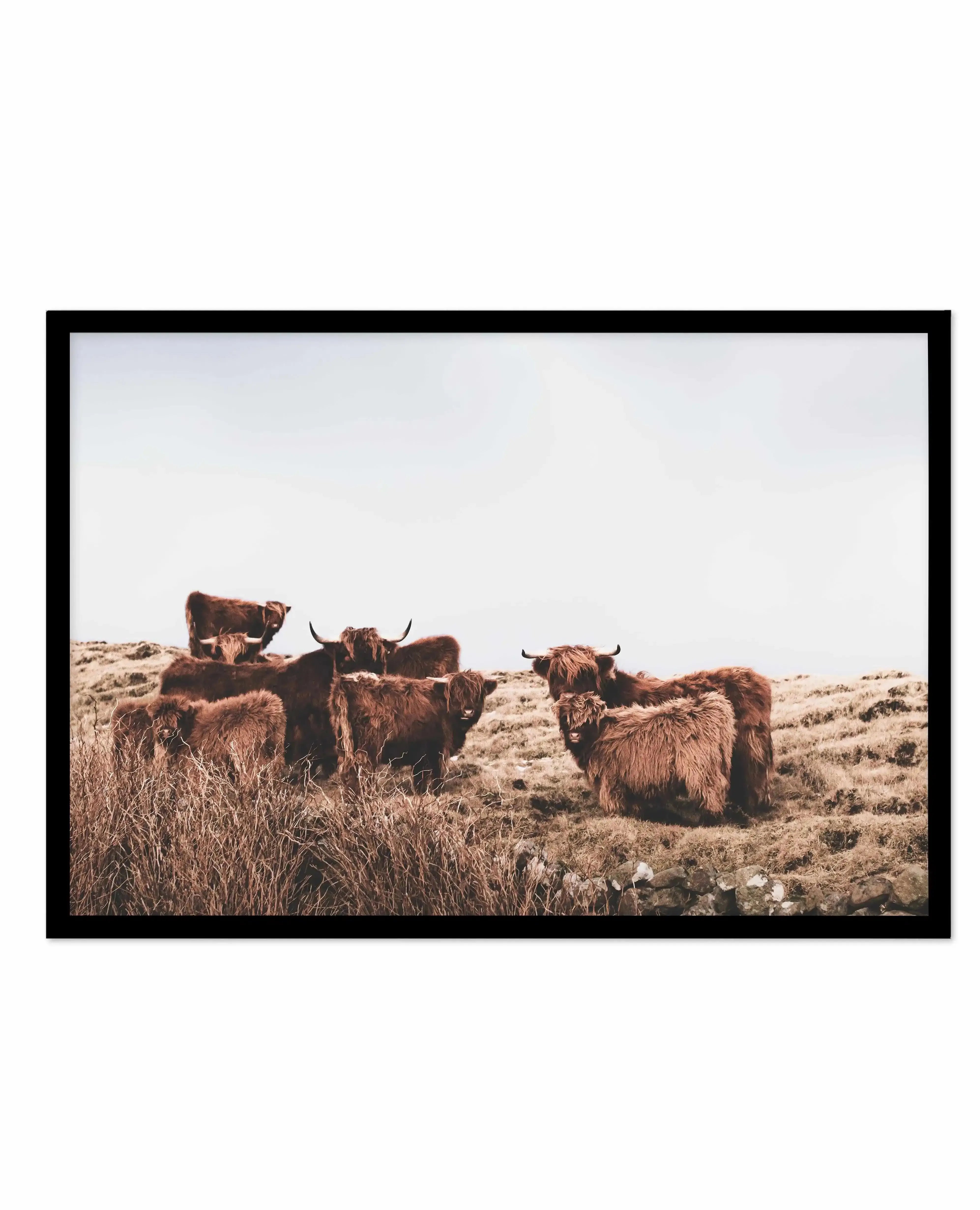 Highlander Herd | LS Art Print-PRINT-Olive et Oriel-Olive et Oriel-A5 | 5.8" x 8.3" | 14.8 x 21cm-Black-With White Border-Buy-Australian-Art-Prints-Online-with-Olive-et-Oriel-Your-Artwork-Specialists-Austrailia-Decorate-With-Coastal-Photo-Wall-Art-Prints-From-Our-Beach-House-Artwork-Collection-Fine-Poster-and-Framed-Artwork