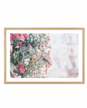 Framed art print featuring a photograph of a hummingbird in mid-flight approaching vibrant pink and coral flowers with delicate white baby's breath and silvery-green foliage. The left side shows sharp focus on the blooms and bird, while the right side gradually blurs into soft, neutral tones. The print is displayed in a natural wood frame with a white border.