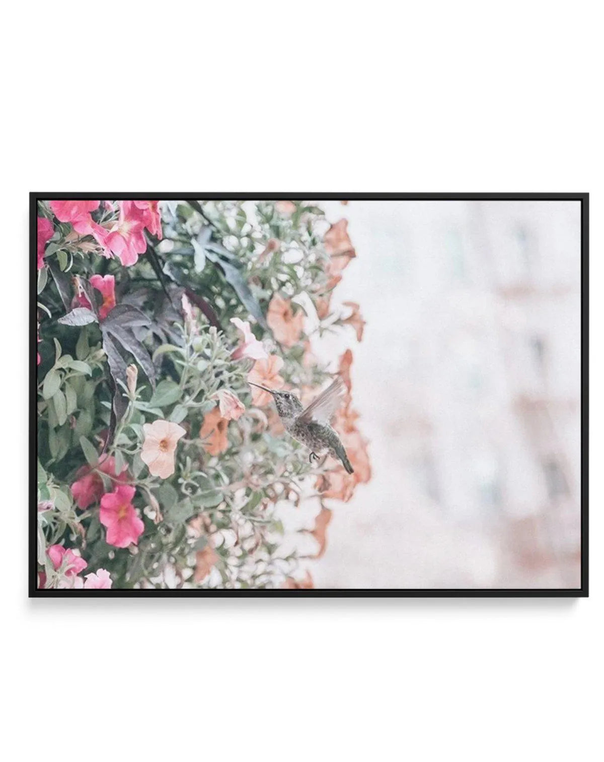 Hummingbird | Rodeo Drive | Framed Canvas-CANVAS-You can shop wall art online with Olive et Oriel for everything from abstract art to fun kids wall art. Our beautiful modern art prints and canvas art are available from large canvas prints to wall art paintings and our proudly Australian artwork collection offers only the highest quality framed large wall art and canvas art Australia - You can buy fashion photography prints or Hampton print posters and paintings on canvas from Olive et Oriel and 