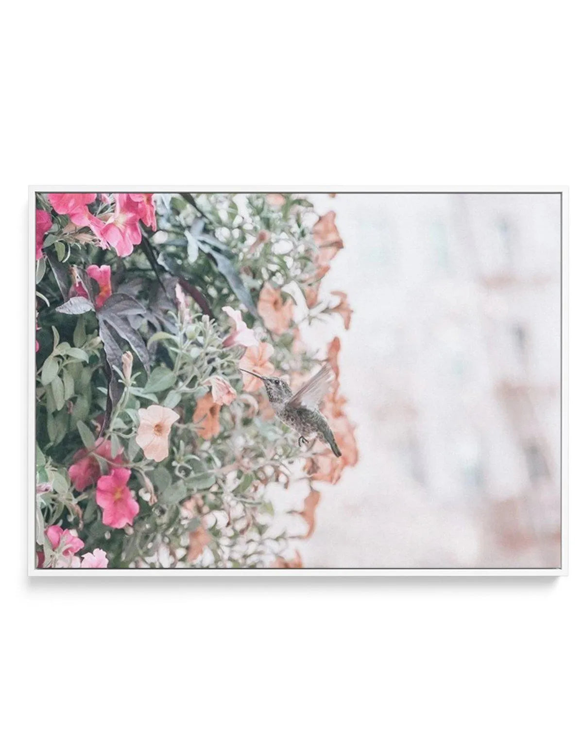 Hummingbird | Rodeo Drive | Framed Canvas-CANVAS-You can shop wall art online with Olive et Oriel for everything from abstract art to fun kids wall art. Our beautiful modern art prints and canvas art are available from large canvas prints to wall art paintings and our proudly Australian artwork collection offers only the highest quality framed large wall art and canvas art Australia - You can buy fashion photography prints or Hampton print posters and paintings on canvas from Olive et Oriel and 