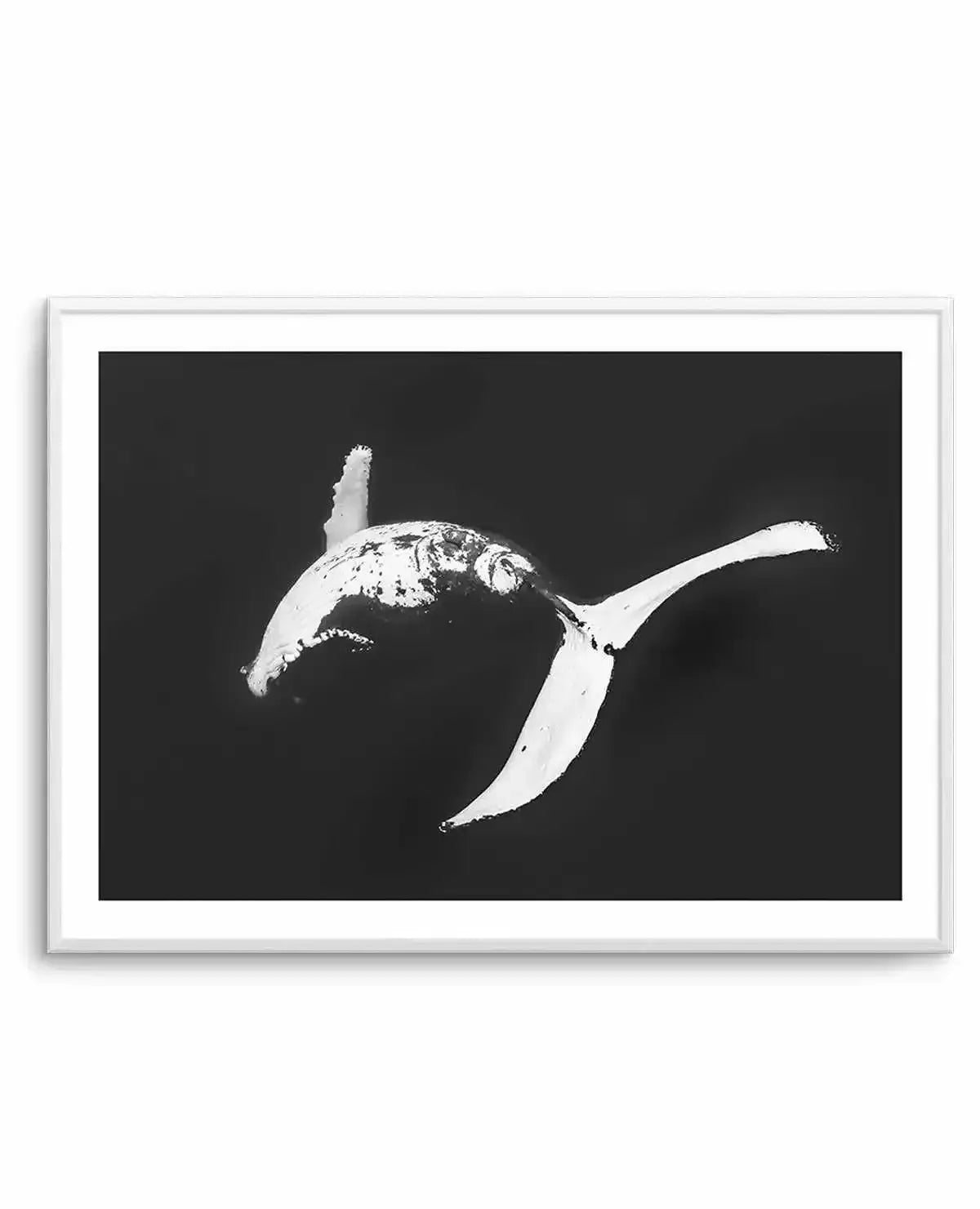 Humpback Whales I Art Print-PRINT-Olive et Oriel-Olive et Oriel-A5 | 5.8" x 8.3" | 14.8 x 21cm-Unframed Art Print-With White Border-Buy-Australian-Art-Prints-Online-with-Olive-et-Oriel-Your-Artwork-Specialists-Austrailia-Decorate-With-Coastal-Photo-Wall-Art-Prints-From-Our-Beach-House-Artwork-Collection-Fine-Poster-and-Framed-Artwork