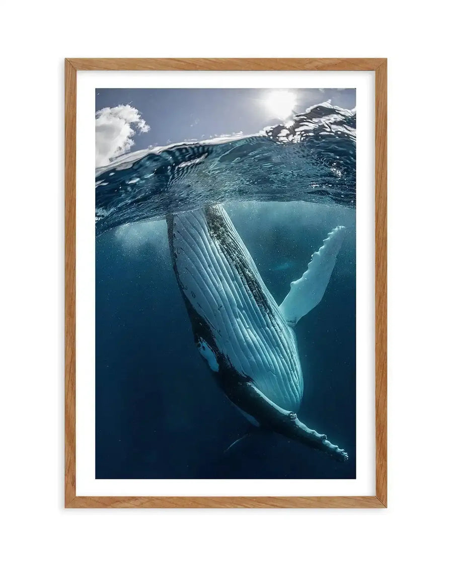 Framed photography art print capturing a humpback whale swimming underwater with a natural wood frame and white border. The whale, with its white, ridged belly and dark back, is angled upwards towards the surface, where sunlight streams through the rippling water, creating a bright, ethereal glow against the deep blue of the ocean.