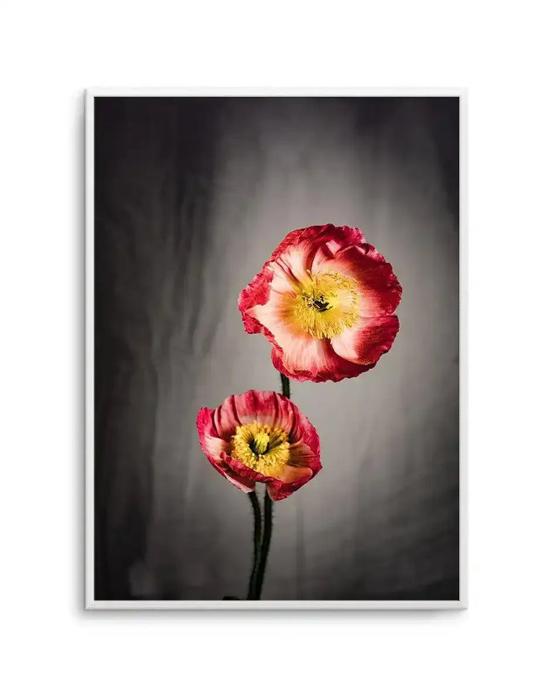 Art print featuring a photographic image of two red and cream colored poppies with bright yellow centers against a soft, blurred dark gray background. The larger bloom is positioned above a smaller flower on a single dark green stem. The print is mounted in a white frame with a white border, displayed against a neutral wall.