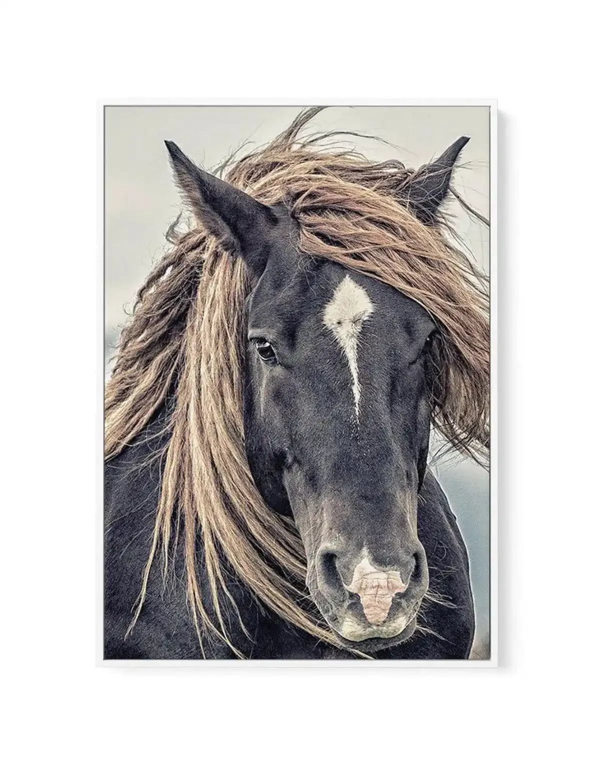 Island Horse II | Framed Canvas-CANVAS-You can shop wall art online with Olive et Oriel for everything from abstract art to fun kids wall art. Our beautiful modern art prints and canvas art are available from large canvas prints to wall art paintings and our proudly Australian artwork collection offers only the highest quality framed large wall art and canvas art Australia - You can buy fashion photography prints or Hampton print posters and paintings on canvas from Olive et Oriel and have them 