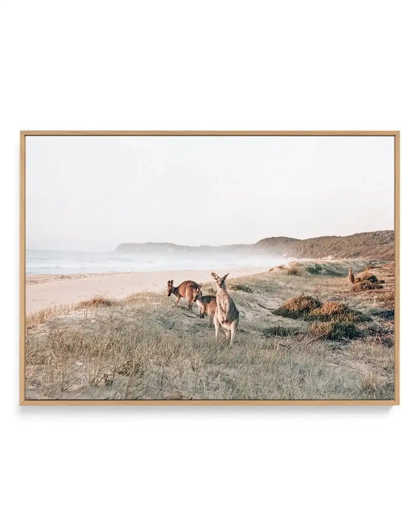 Kangaroos at Dusk | Framed Canvas-CANVAS-You can shop wall art online with Olive et Oriel for everything from abstract art to fun kids wall art. Our beautiful modern art prints and canvas art are available from large canvas prints to wall art paintings and our proudly Australian artwork collection offers only the highest quality framed large wall art and canvas art Australia - You can buy fashion photography prints or Hampton print posters and paintings on canvas from Olive et Oriel and have the