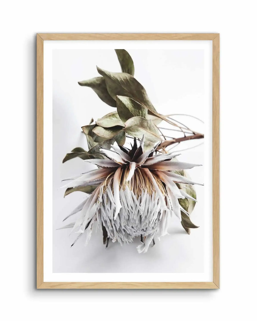 Framed art print of a dried King Protea flower against a white background. The protea features layered petals in soft white and pale gray with warm tan and burgundy tones at the center. Dark olive-green leaves and stems extend upward and outward. The illustration has a botanical, realistic style with subtle watercolor-like shading that captures the delicate, papery texture of the dried flower. The artwork is mounted in a light natural wood frame with a white border.