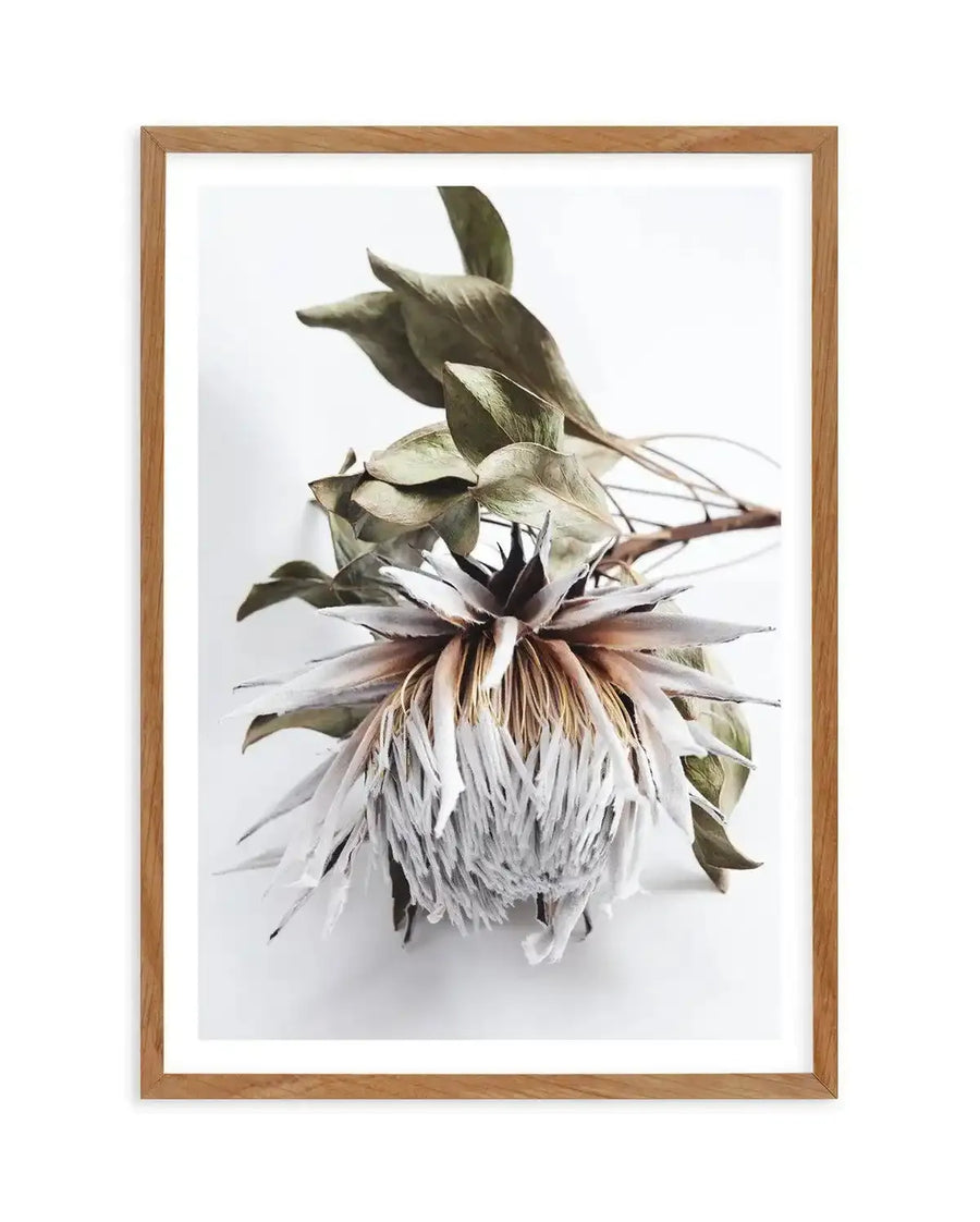 Framed art print of a dried king protea flower against a white background. The large protea bloom features layered petals in soft cream and pale gray tones with darker brown and olive green accents at the center. Elongated green leaves extend upward and outward from the stem. The botanical illustration has a delicate, watercolor-like quality with visible texture and fine detail. The artwork is set in a natural wood frame with a white border.