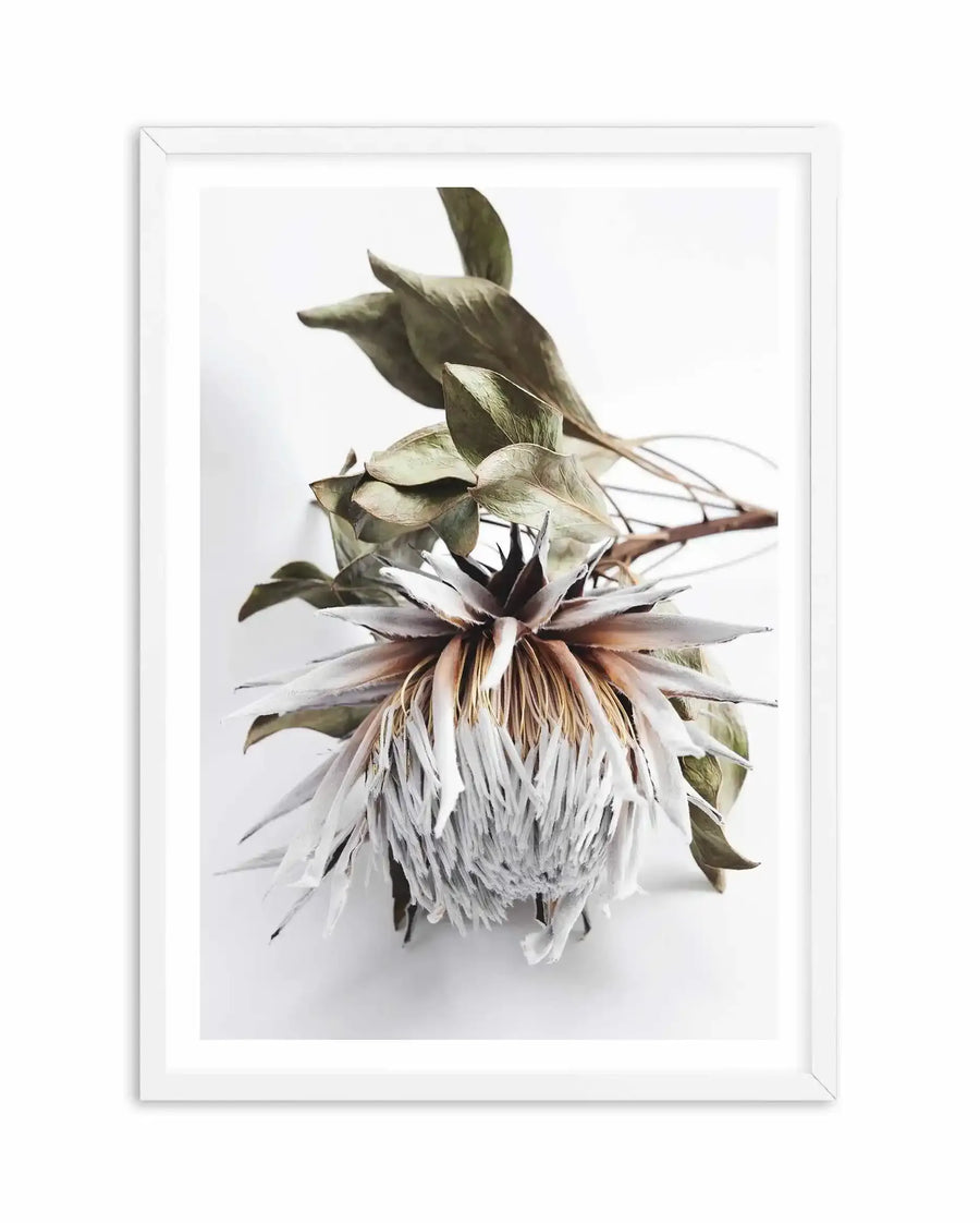 Framed art print of a dried King Protea flower featuring delicate, straw-colored petals radiating downward from a dark burgundy center, with olive-green leaves and thin brown stems extending upward. The botanical illustration has a soft, naturalistic watercolor quality rendered in muted earth tones against a white background. White wooden frame with white border.