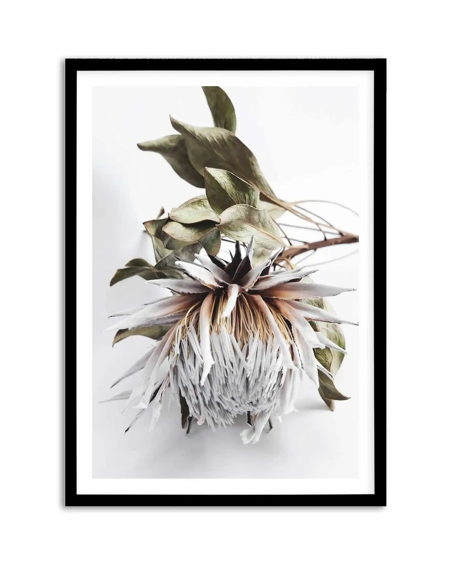 Framed art print of a dried King Protea flower with pale cream petals radiating outward in delicate, thread-like strands. The flower head features a dark burgundy-brown center with sage green sepals and leafy bracts layered behind. Thin branching stems with muted green foliage extend upward. Rendered in soft, naturalistic tones with watercolor-like detail against a white background. Black frame with white border.