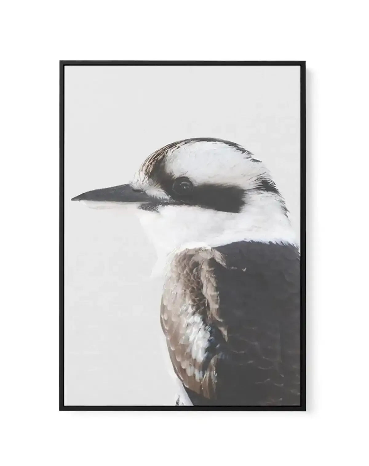 Kookaburra I | Framed Canvas-CANVAS-You can shop wall art online with Olive et Oriel for everything from abstract art to fun kids wall art. Our beautiful modern art prints and canvas art are available from large canvas prints to wall art paintings and our proudly Australian artwork collection offers only the highest quality framed large wall art and canvas art Australia - You can buy fashion photography prints or Hampton print posters and paintings on canvas from Olive et Oriel and have them del
