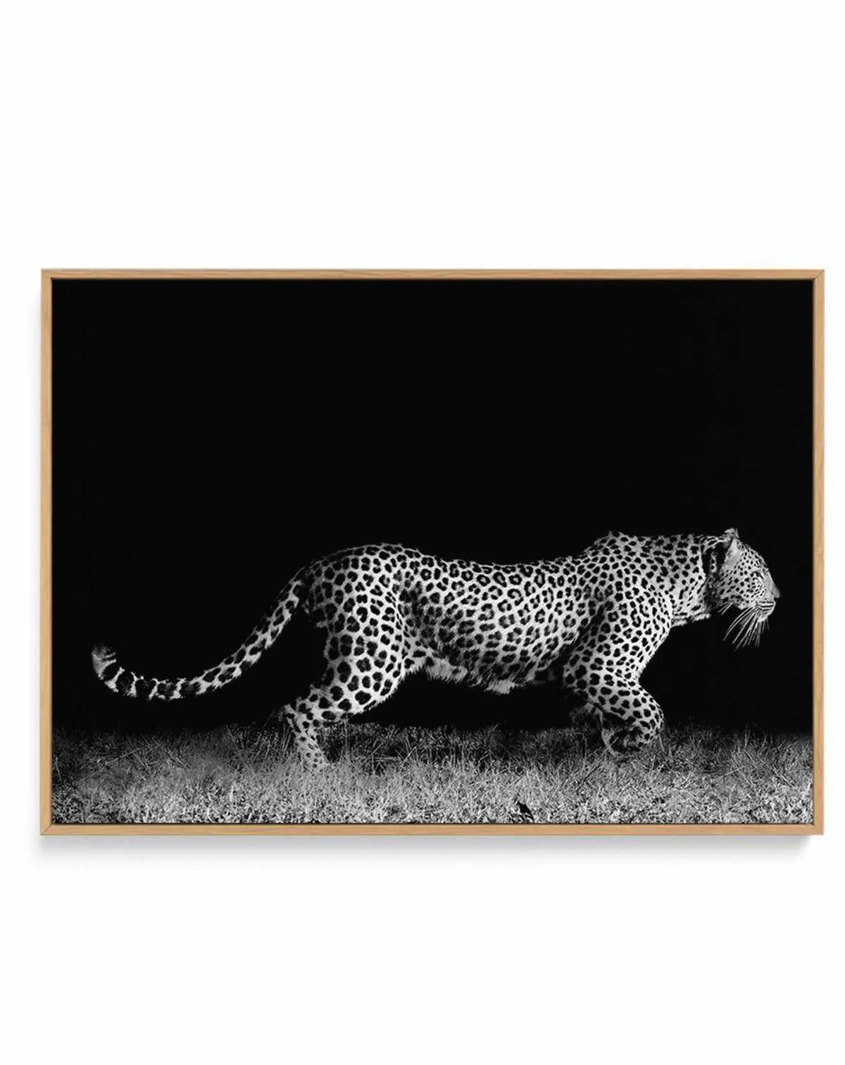 Leopard De Nuit | LS | Framed Canvas-CANVAS-You can shop wall art online with Olive et Oriel for everything from abstract art to fun kids wall art. Our beautiful modern art prints and canvas art are available from large canvas prints to wall art paintings and our proudly Australian artwork collection offers only the highest quality framed large wall art and canvas art Australia - You can buy fashion photography prints or Hampton print posters and paintings on canvas from Olive et Oriel and have 