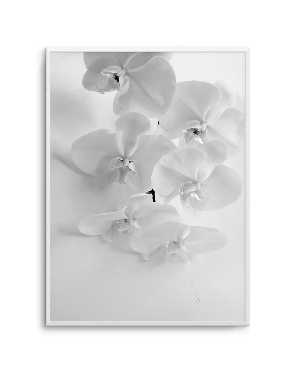 Les OrchidâˆšÂ¢Ã€Ãœâ‰ˆÂ°âˆšÃ‰â€šÃ„âˆžâˆšÂ¢Ã€Ãœâ€šÃ„â€ âˆšÃ‰Â¬â‰ âˆšÂ¢Ã€Ãœâ‰ˆÂ°âˆšÃ‰â‰ˆÃ¬âˆšÂ¢â€šÃ‡Â¨â‰ˆÂ°âˆšÃ‰â€šÃ„Ã»âˆšÃ‰Â¬Â¥âˆšÂ¢Ã€Ãœâ‰ˆÂ°âˆšÃ‰â€šÃ„âˆžâˆšÂ¢â€šÃ‡Â¨â‰ˆÂ°âˆšÃ‰â€šÃ„Ã»âˆšÃ‰Â¬âˆ‚âˆšÂ¢Ã€Ãœâ‰ˆÂ°âˆšÃ‰â€šÃ„Â°âˆšÃ‡Â¬Â¨âˆšÃ‡Â¬Â©es - Olive et Oriel | Shop Art Prints & Posters Online