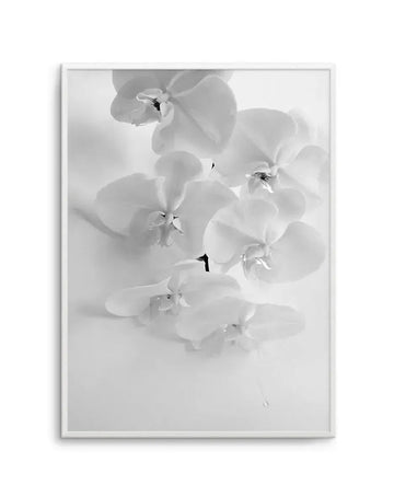 Black and white photographic art print of white orchid flowers with delicate petals and prominent stamens, displayed in a white frame with white border. Multiple blooms are arranged vertically with soft, diffused lighting creating subtle shadows and depth. The composition emphasizes the delicate texture and graceful form of the orchid petals against a soft, neutral background.