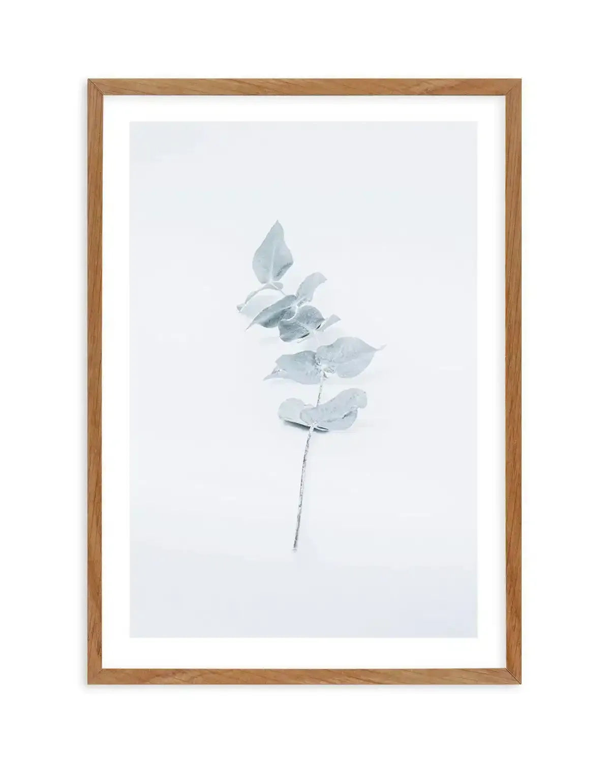 Little Eucalyptus Art Print-PRINT-Olive et Oriel-Olive et Oriel-50x70 cm | 19.6" x 27.5"-Walnut-With White Border-Buy-Australian-Art-Prints-Online-with-Olive-et-Oriel-Your-Artwork-Specialists-Austrailia-Decorate-With-Coastal-Photo-Wall-Art-Prints-From-Our-Beach-House-Artwork-Collection-Fine-Poster-and-Framed-Artwork