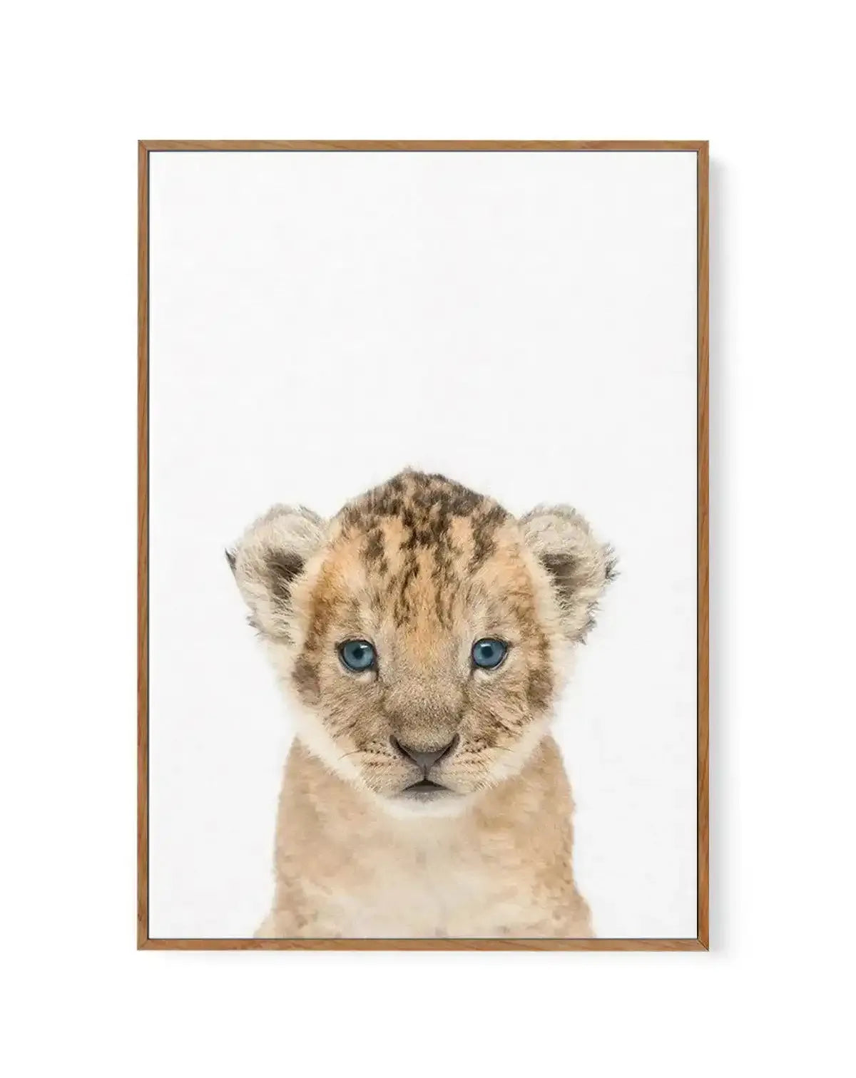 Little Lion Cub | Framed Canvas-CANVAS-You can shop wall art online with Olive et Oriel for everything from abstract art to fun kids wall art. Our beautiful modern art prints and canvas art are available from large canvas prints to wall art paintings and our proudly Australian artwork collection offers only the highest quality framed large wall art and canvas art Australia - You can buy fashion photography prints or Hampton print posters and paintings on canvas from Olive et Oriel and have them 