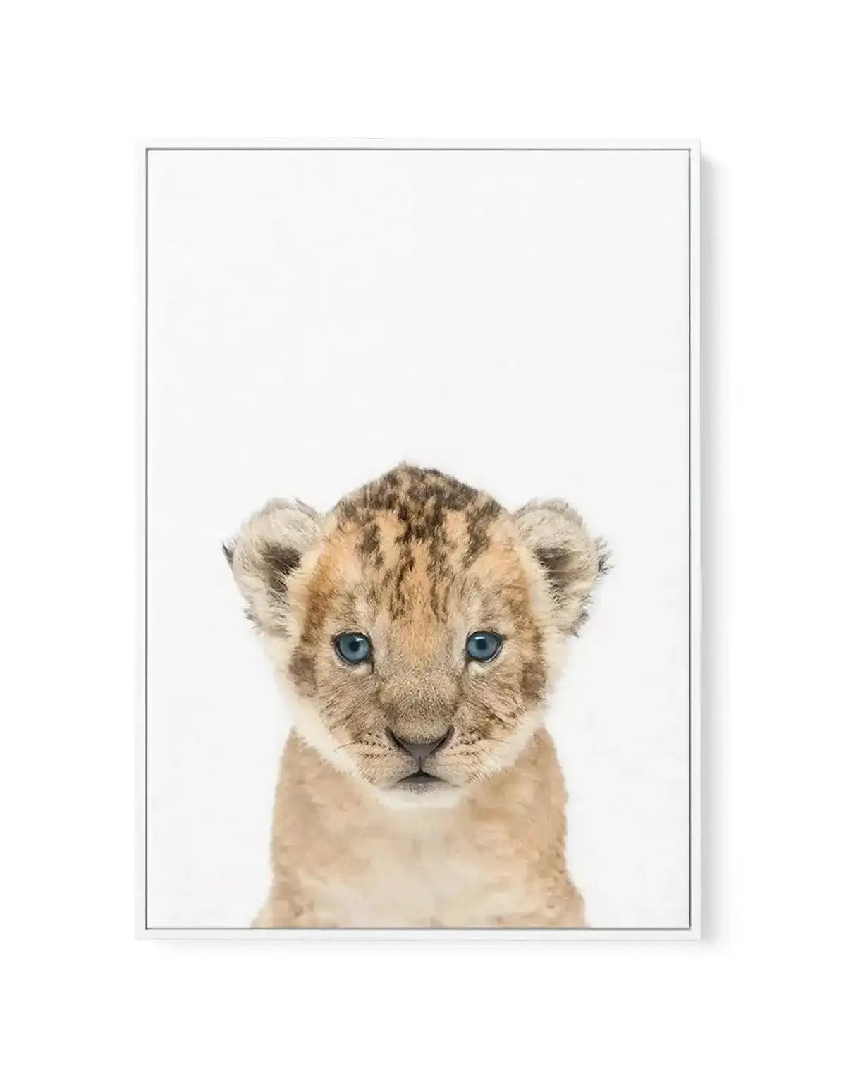 Little Lion Cub | Framed Canvas-CANVAS-You can shop wall art online with Olive et Oriel for everything from abstract art to fun kids wall art. Our beautiful modern art prints and canvas art are available from large canvas prints to wall art paintings and our proudly Australian artwork collection offers only the highest quality framed large wall art and canvas art Australia - You can buy fashion photography prints or Hampton print posters and paintings on canvas from Olive et Oriel and have them 