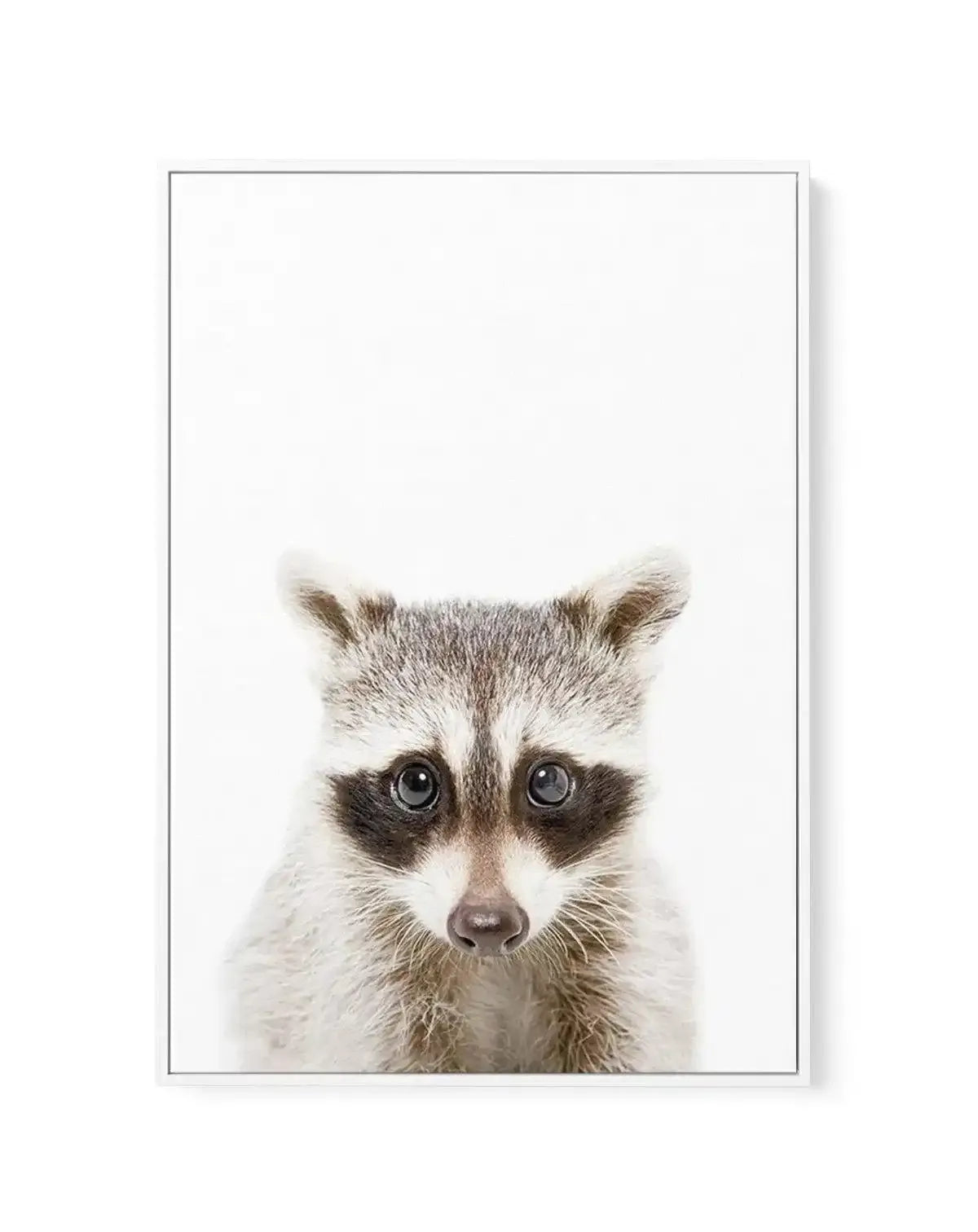 Little Raccoon | Framed Canvas-CANVAS-You can shop wall art online with Olive et Oriel for everything from abstract art to fun kids wall art. Our beautiful modern art prints and canvas art are available from large canvas prints to wall art paintings and our proudly Australian artwork collection offers only the highest quality framed large wall art and canvas art Australia - You can buy fashion photography prints or Hampton print posters and paintings on canvas from Olive et Oriel and have them d