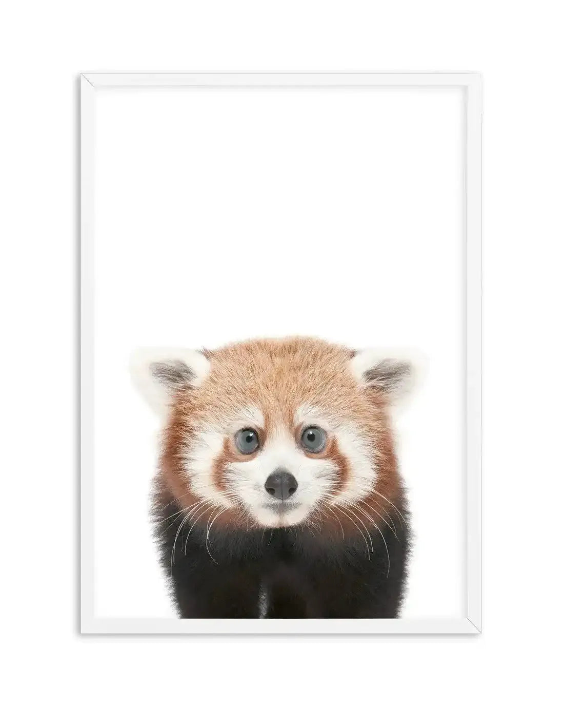 Little Red Panda Art Print-PRINT-Olive et Oriel-Olive et Oriel-A5 | 5.8" x 8.3" | 14.8 x 21cm-White-With White Border-Buy-Australian-Art-Prints-Online-with-Olive-et-Oriel-Your-Artwork-Specialists-Austrailia-Decorate-With-Coastal-Photo-Wall-Art-Prints-From-Our-Beach-House-Artwork-Collection-Fine-Poster-and-Framed-Artwork