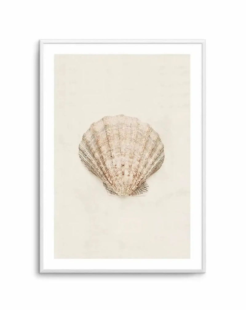 Art print featuring a detailed illustration of a seashell with delicate ridged texture and subtle variations in light brown and cream tones, centered on a soft off-white background, displayed in a white frame with white border.