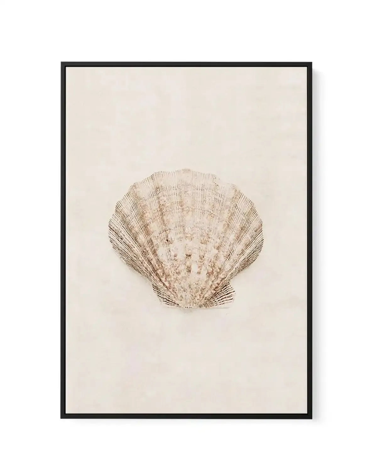 Little Seashell I | Framed Canvas-CANVAS-You can shop wall art online with Olive et Oriel for everything from abstract art to fun kids wall art. Our beautiful modern art prints and canvas art are available from large canvas prints to wall art paintings and our proudly Australian artwork collection offers only the highest quality framed large wall art and canvas art Australia - You can buy fashion photography prints or Hampton print posters and paintings on canvas from Olive et Oriel and have the