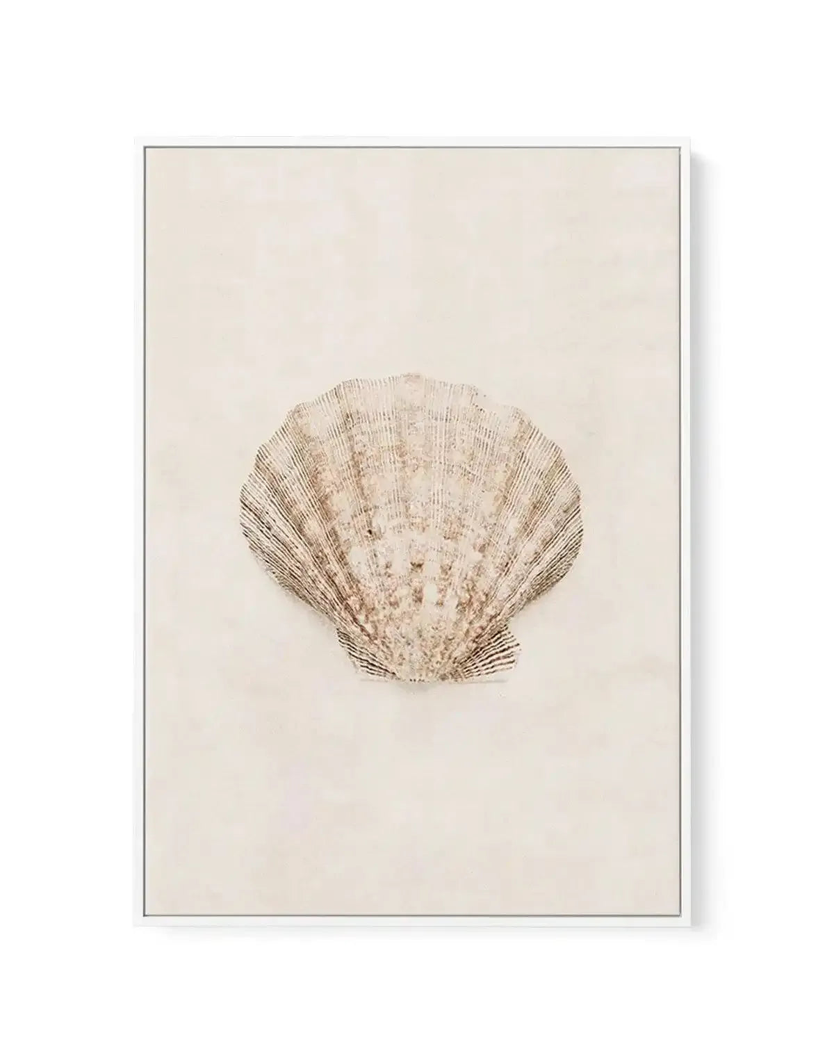Little Seashell I | Framed Canvas-CANVAS-You can shop wall art online with Olive et Oriel for everything from abstract art to fun kids wall art. Our beautiful modern art prints and canvas art are available from large canvas prints to wall art paintings and our proudly Australian artwork collection offers only the highest quality framed large wall art and canvas art Australia - You can buy fashion photography prints or Hampton print posters and paintings on canvas from Olive et Oriel and have the
